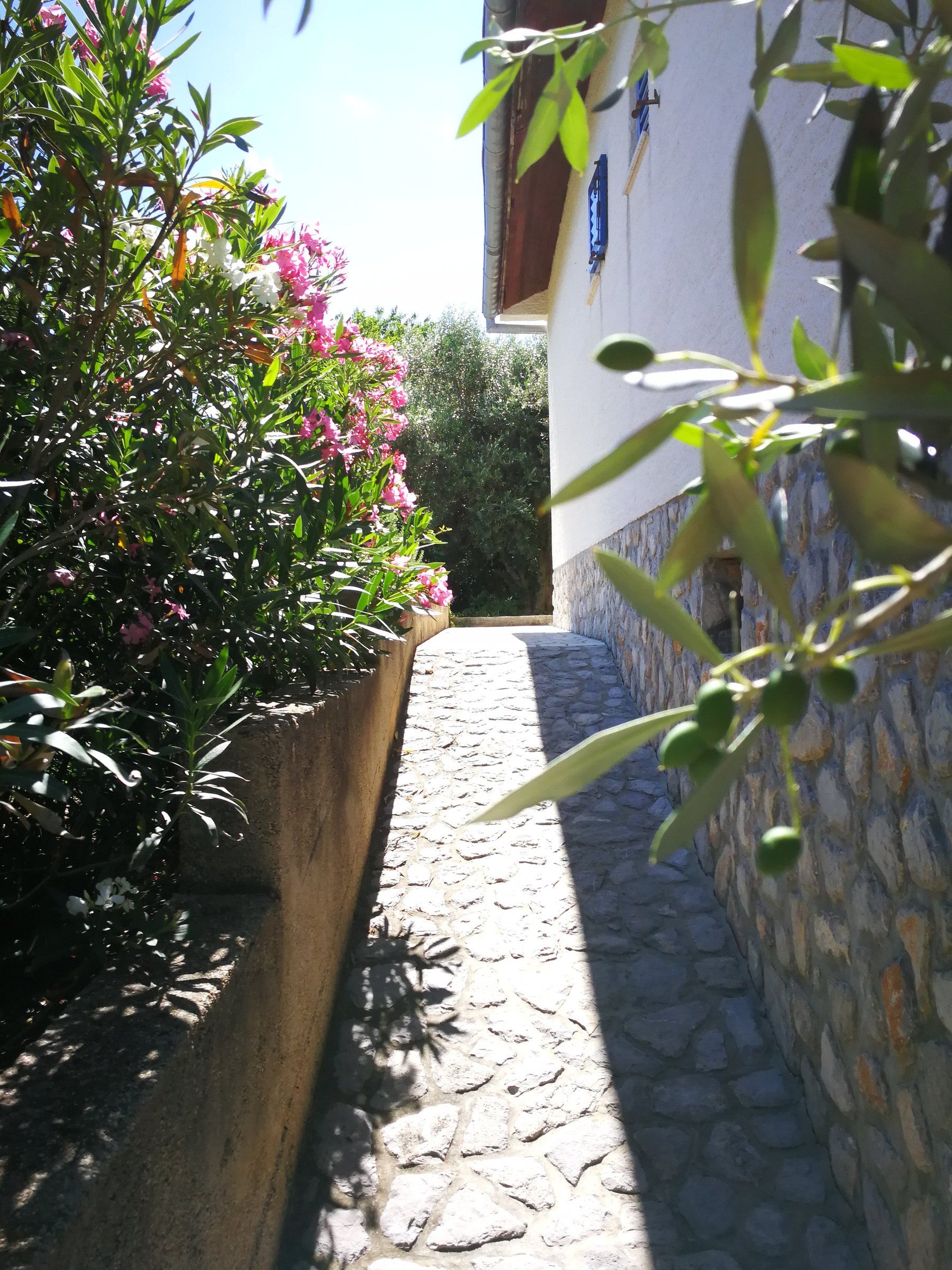Gepflasterter Steinweg zum Eingang des EcoHouse mit rosa Oleander an der Mauer