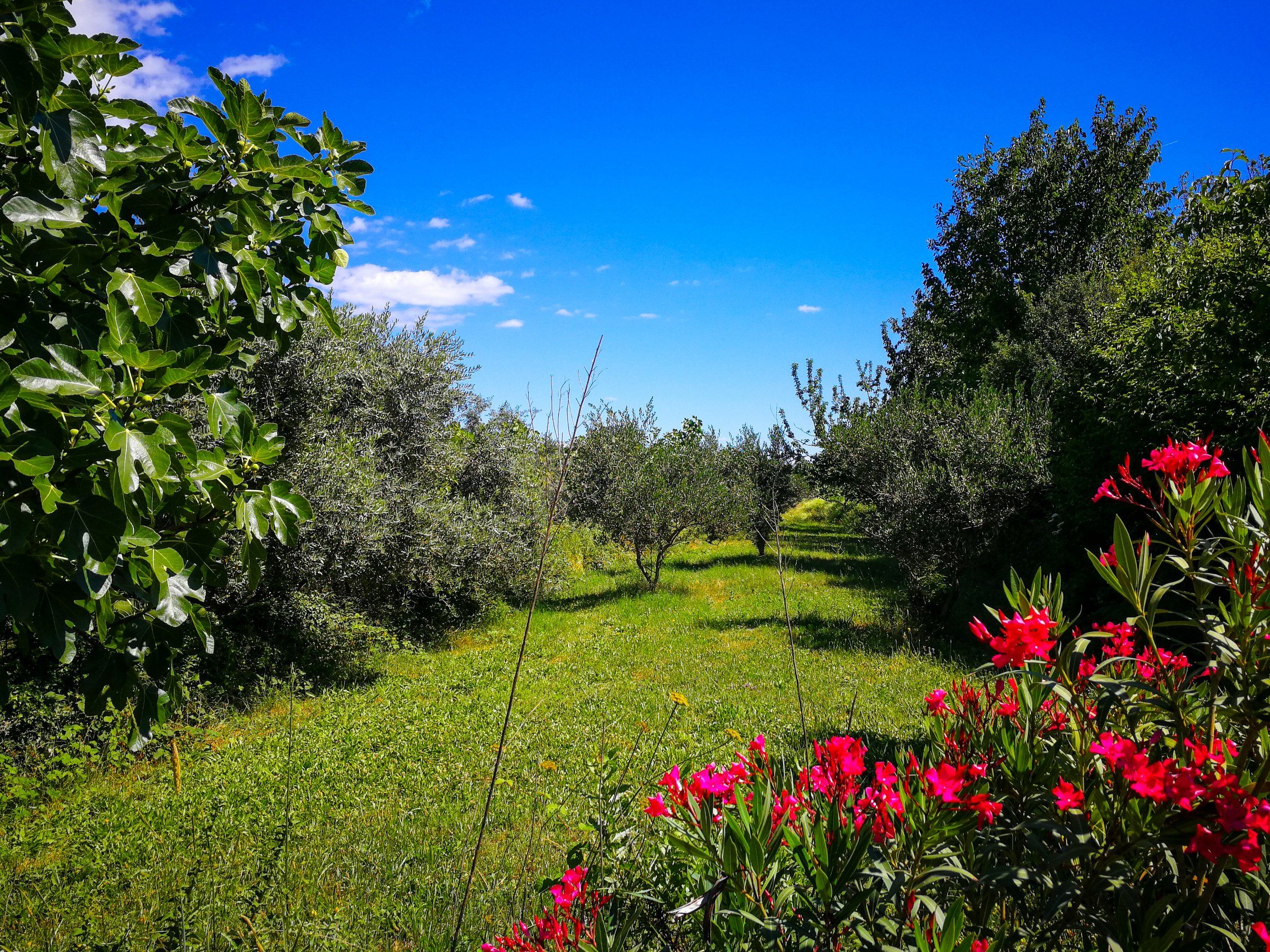 Gartenweg zwischen Olivenbäumen und rotem Oleander unter blauem Himmel