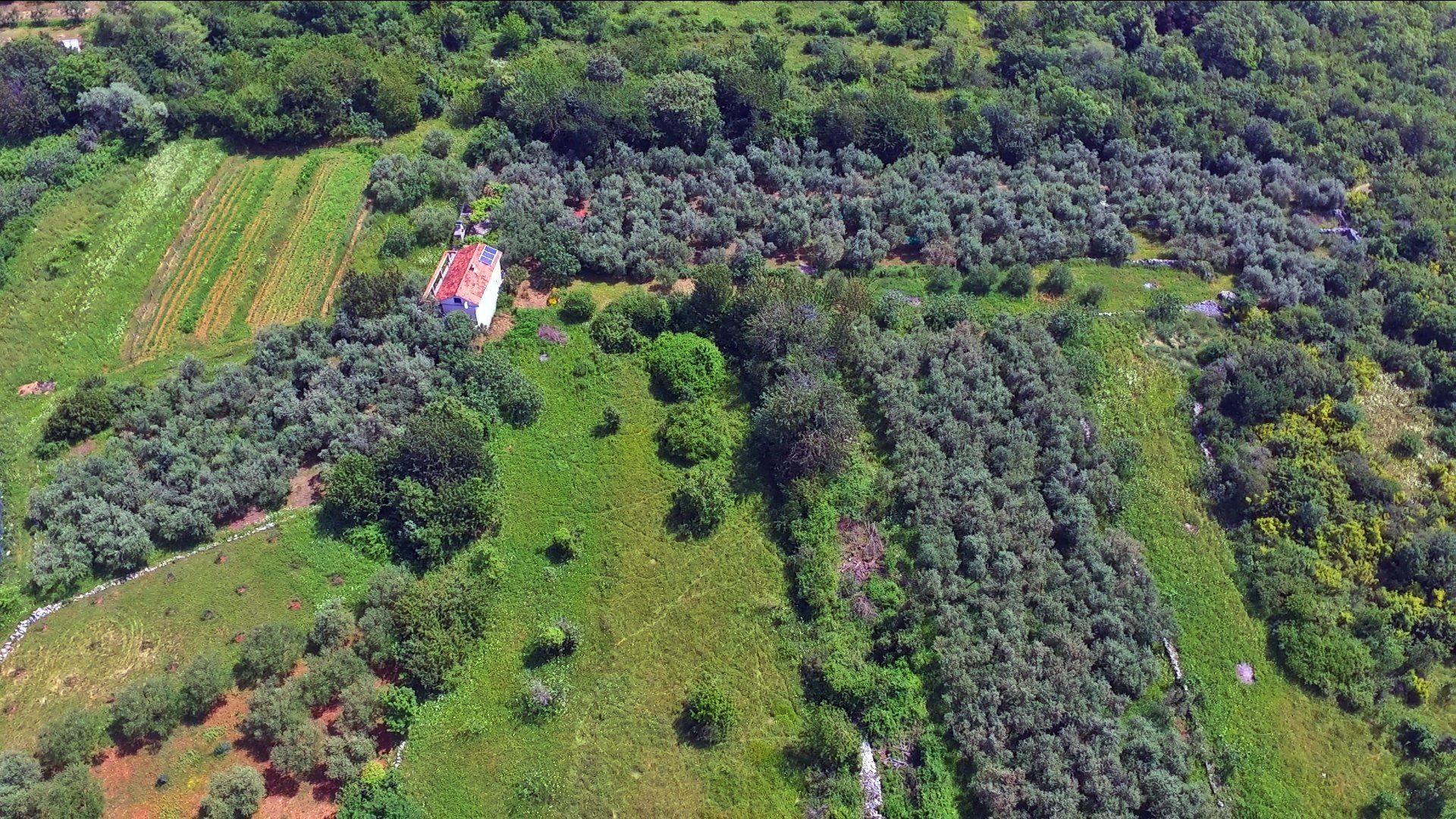 Luftbild des Oliveglia-Hains in Polje, Reihen von Olivenbäumen zwischen grünen Feldern